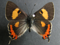 Pseudalmenus chlorinda zephyrus - Adult